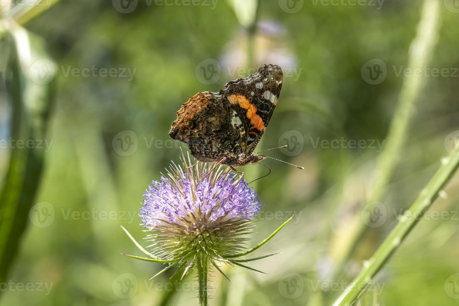 orange och svart fjäril på en tistelblomma foto