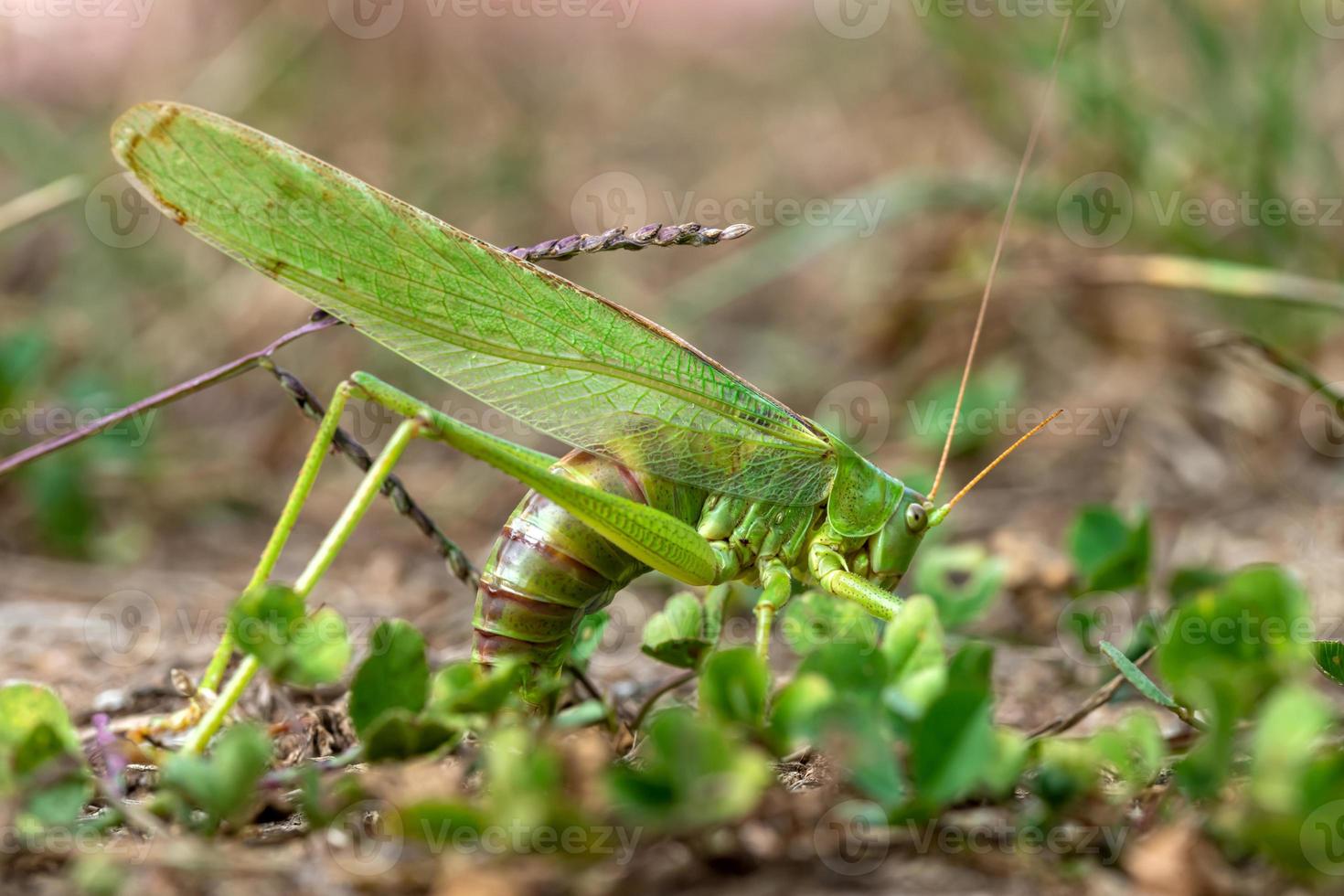 gräshoppa på marken foto