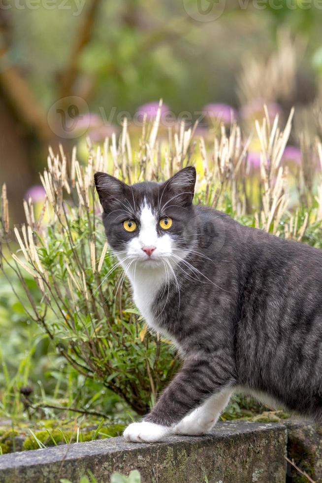 svartvit katt i en trädgård foto