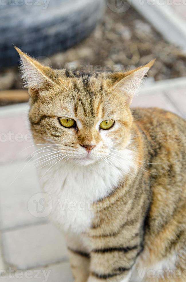 porträtt av en katt foto