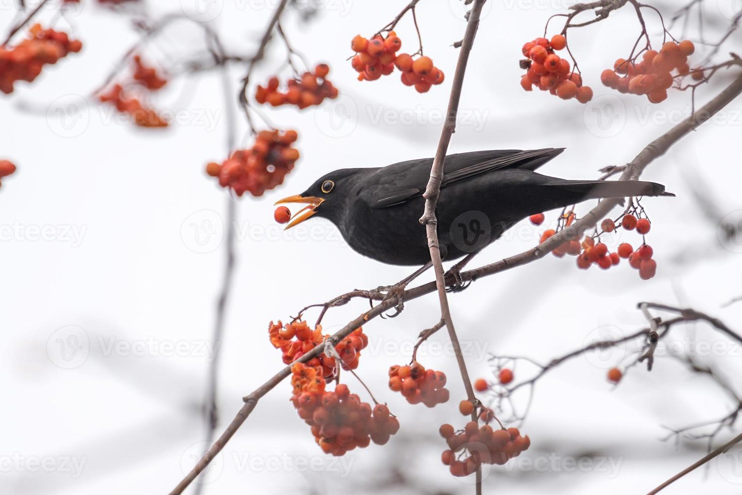 blackbird äter en röd bär foto