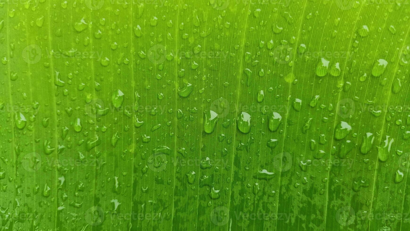 grön blad med vattendroppar efter regn. närbild bakgrund och textur. grön banan blad foto