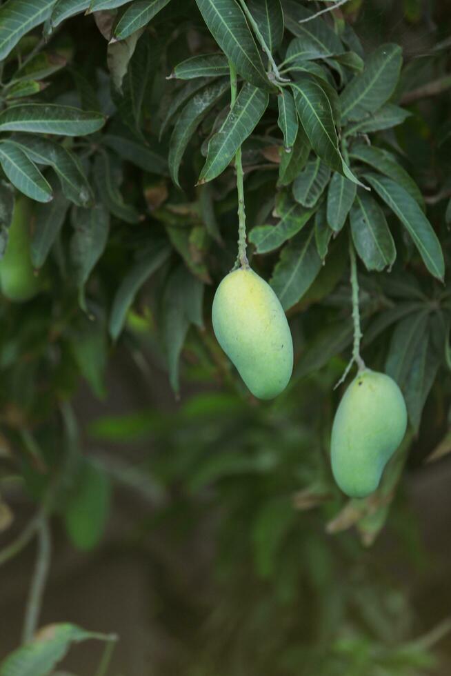 knippa av rå grön mango hängande på träd mango hängande i trädgård röd mango skön mango träd foto