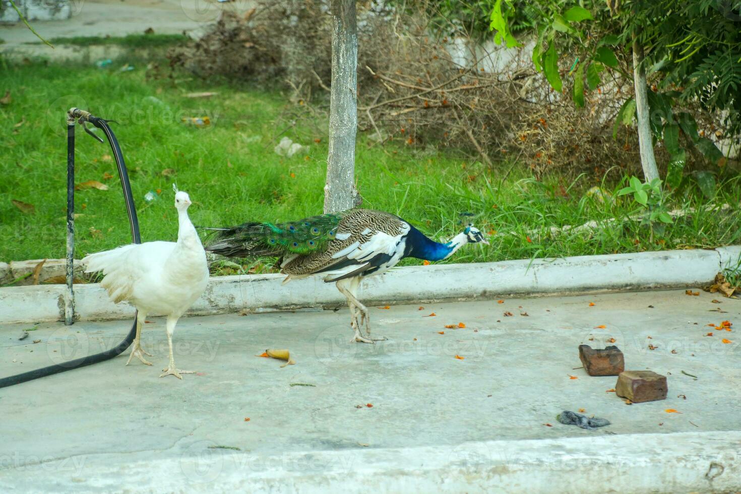 indisk blå och vit påfågel i Zoo foto