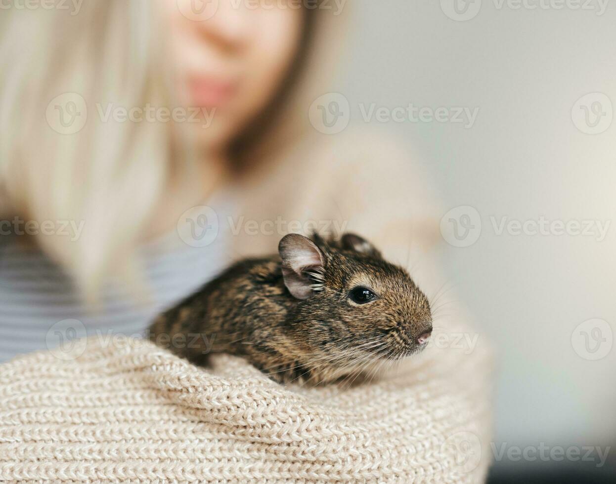 ung flicka spelar med små djur- degu ekorre. foto