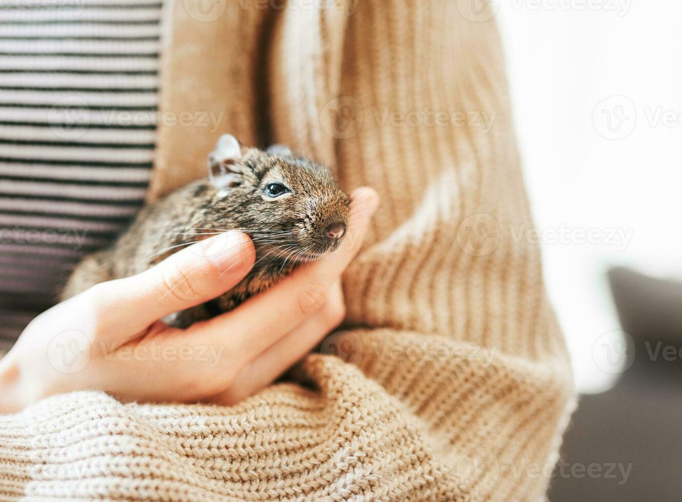 ung flicka spelar med små djur- degu ekorre. foto