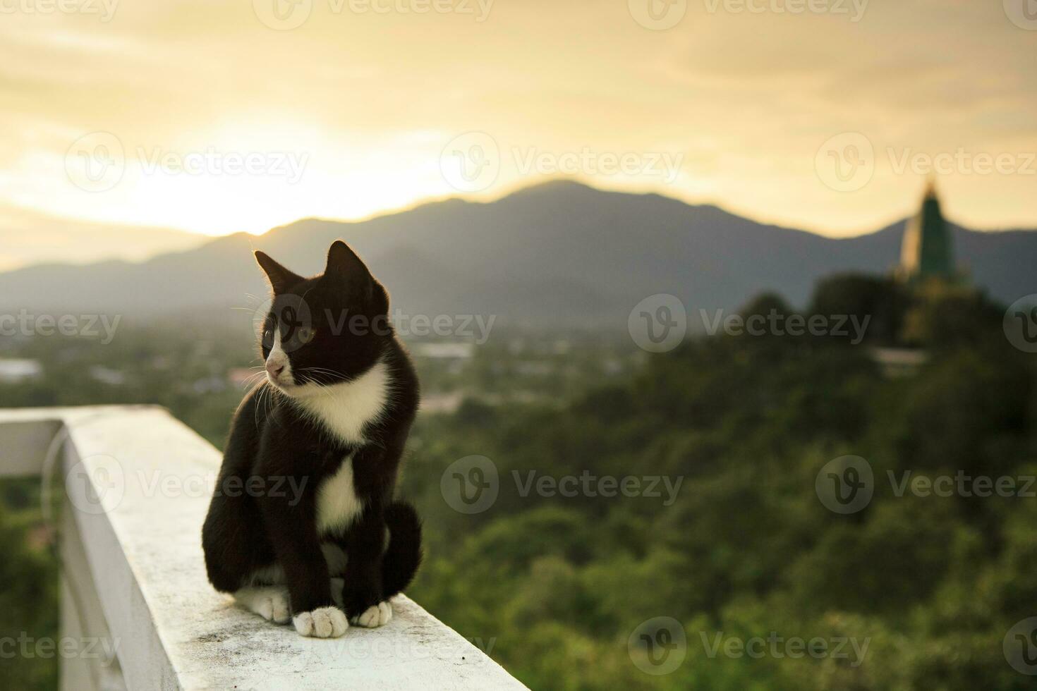 skön svart och vit katt Sammanträde på cement staket mot Sol stigande himmel foto