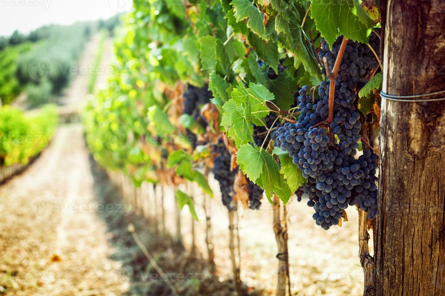 toskanska vingård med röd vindruvor. foto