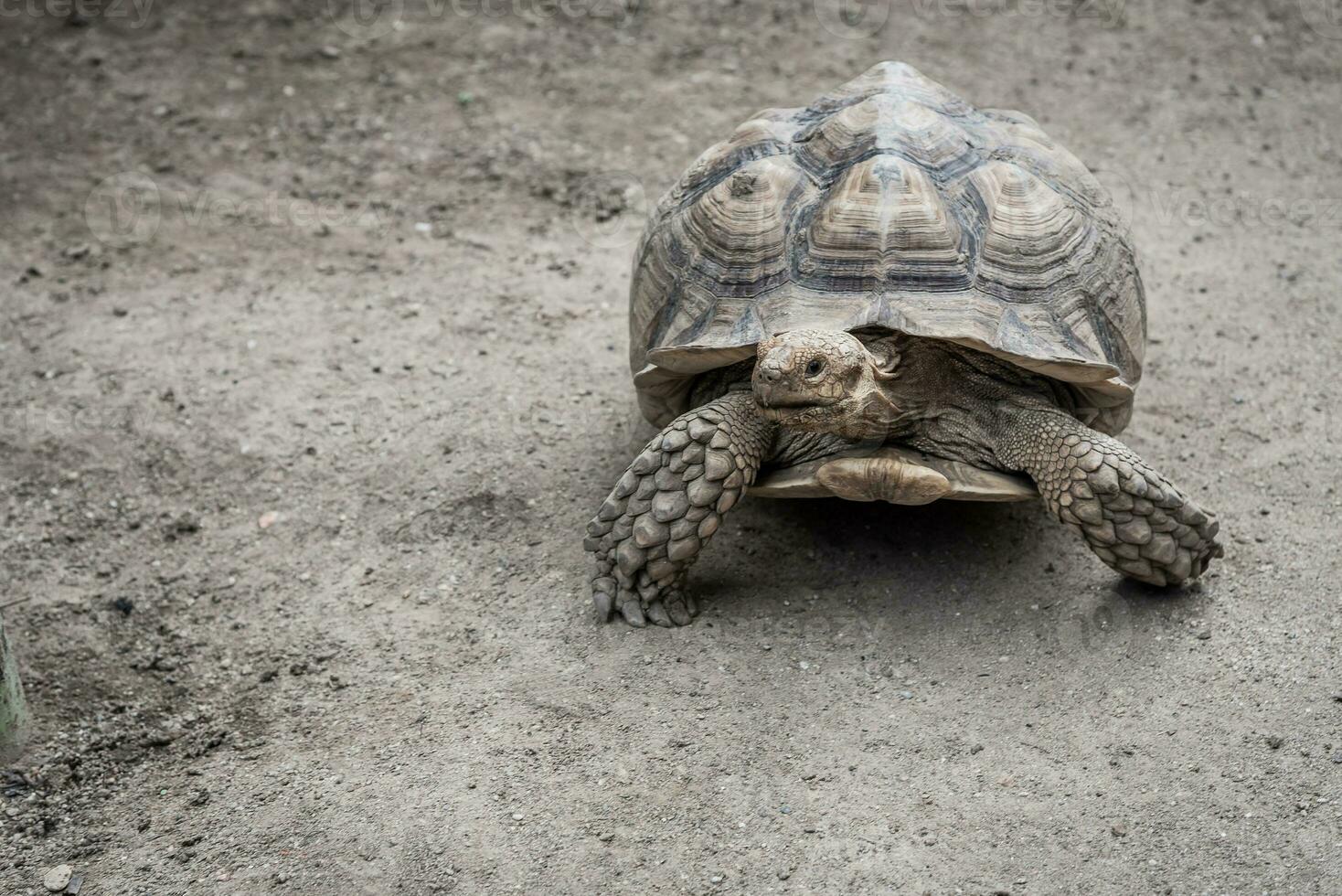 jätte aldabra sköldpadda. aldabrachelys gigantea foto