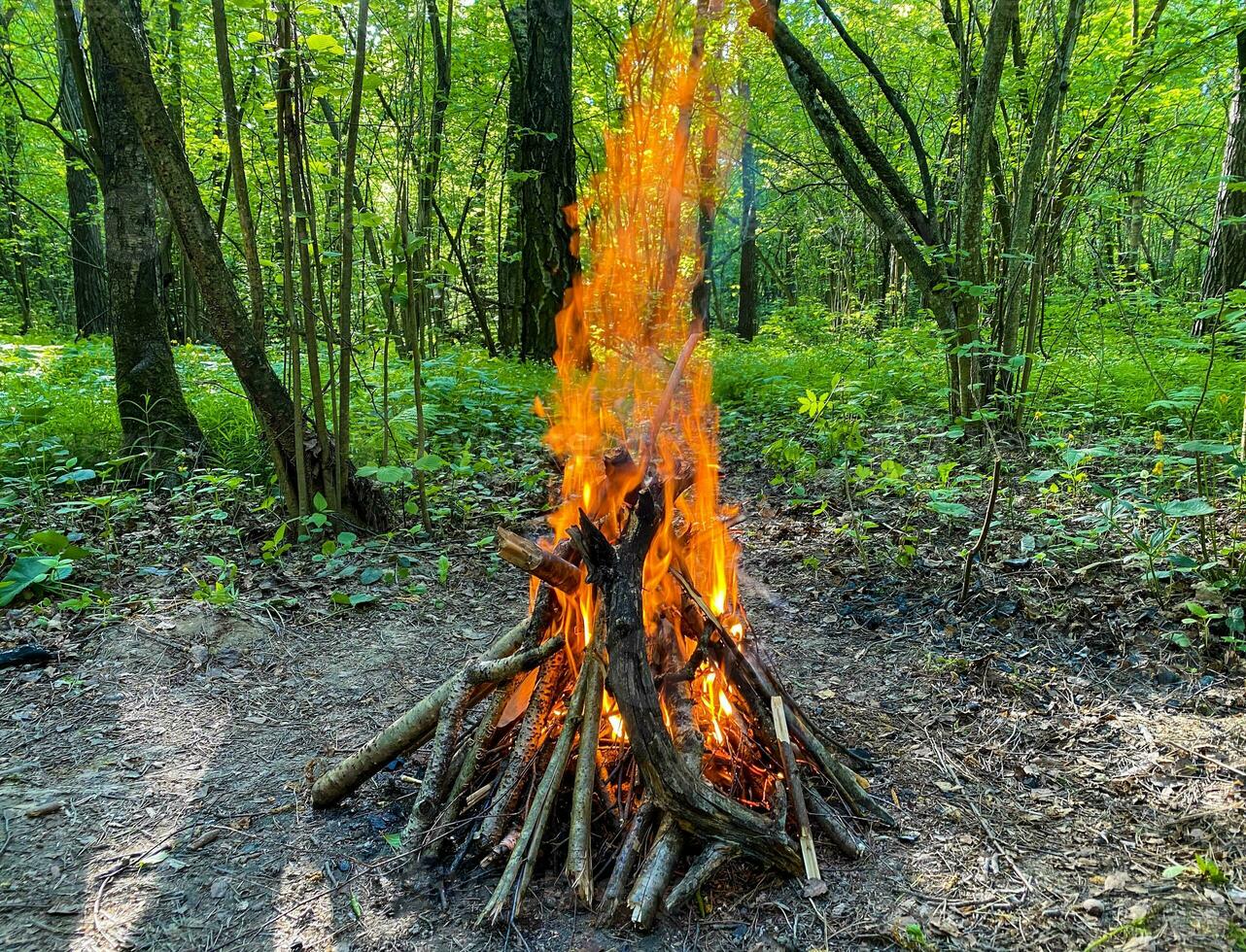 bål i de skog under de dag. läger brand i de skog, lågor och gnistor, skön natur. foto