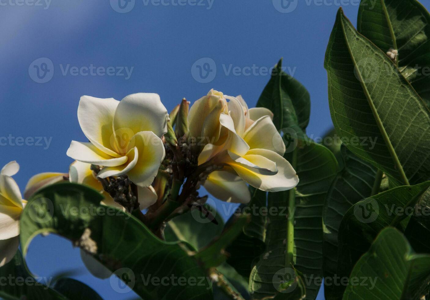 vit frangipani eller plumeria rubra med blå himmel som de bakgrund foto