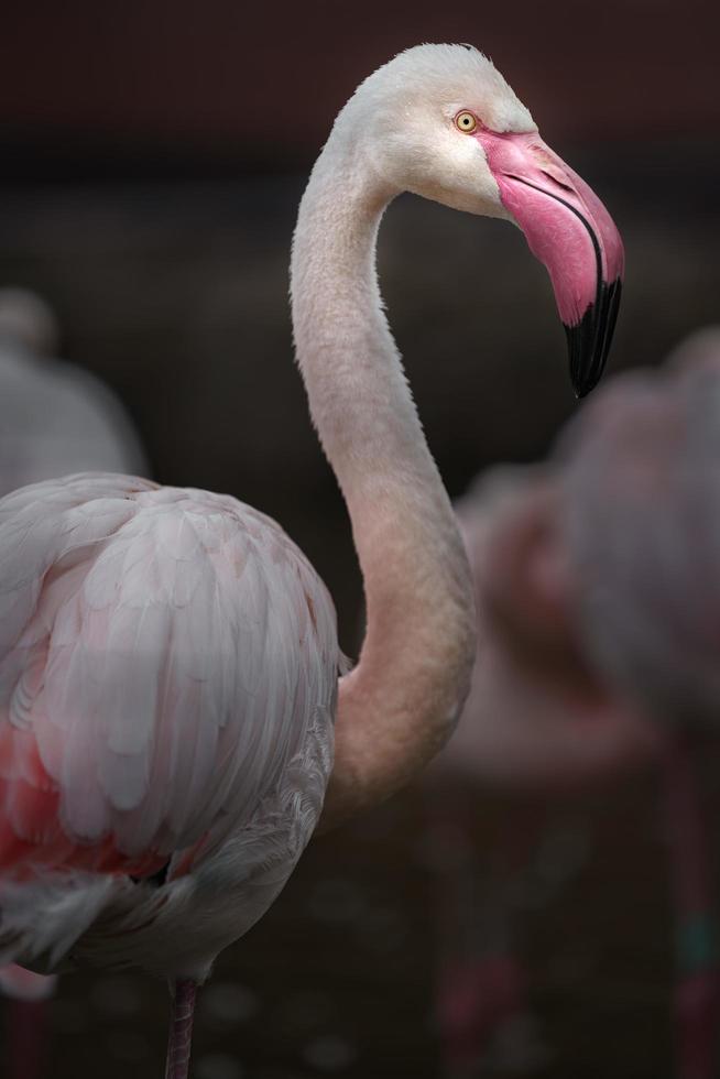 porträtt av större flamingo foto