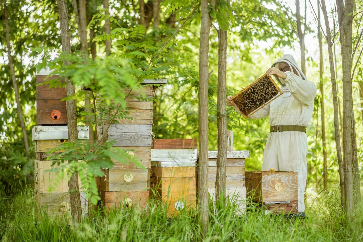 biodlare är granskning hans bikupa i skog. biodling professionell ockupation. foto