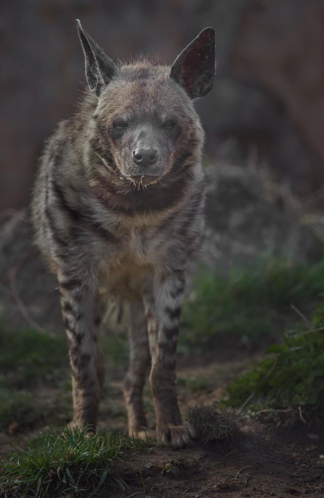 porträtt av randig hyena foto