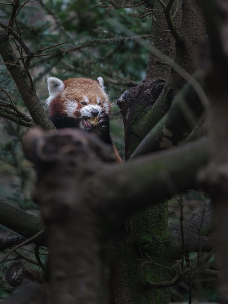 röd panda på gren foto