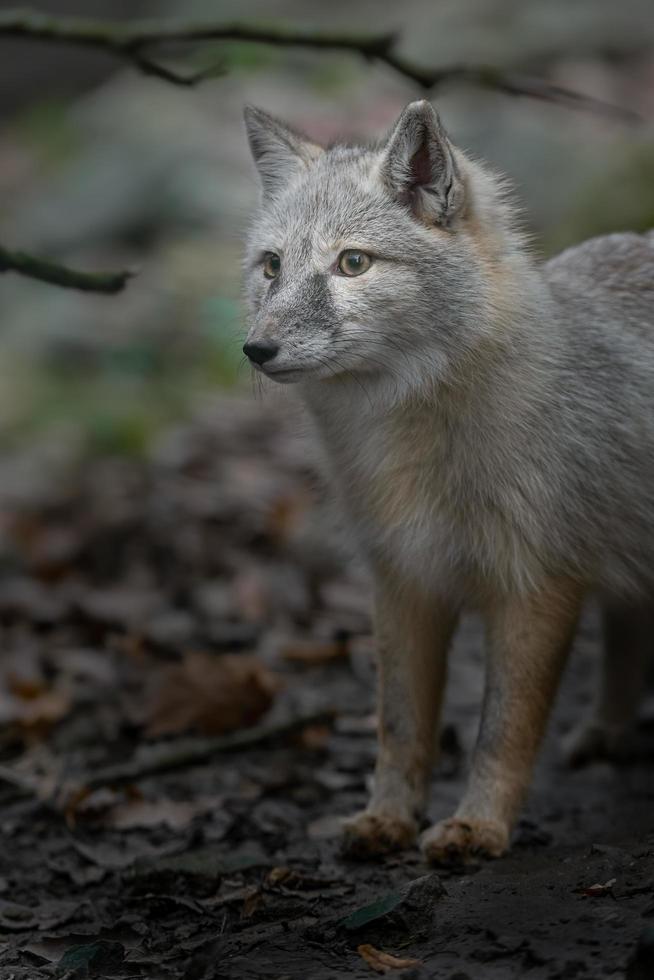 porträtt av korsacräven foto