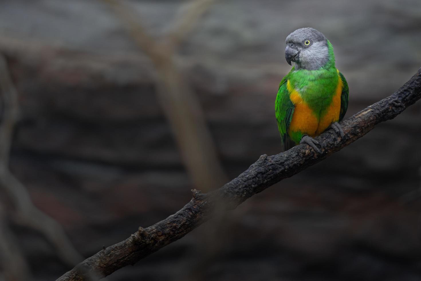 porträtt av senegal papegoja foto