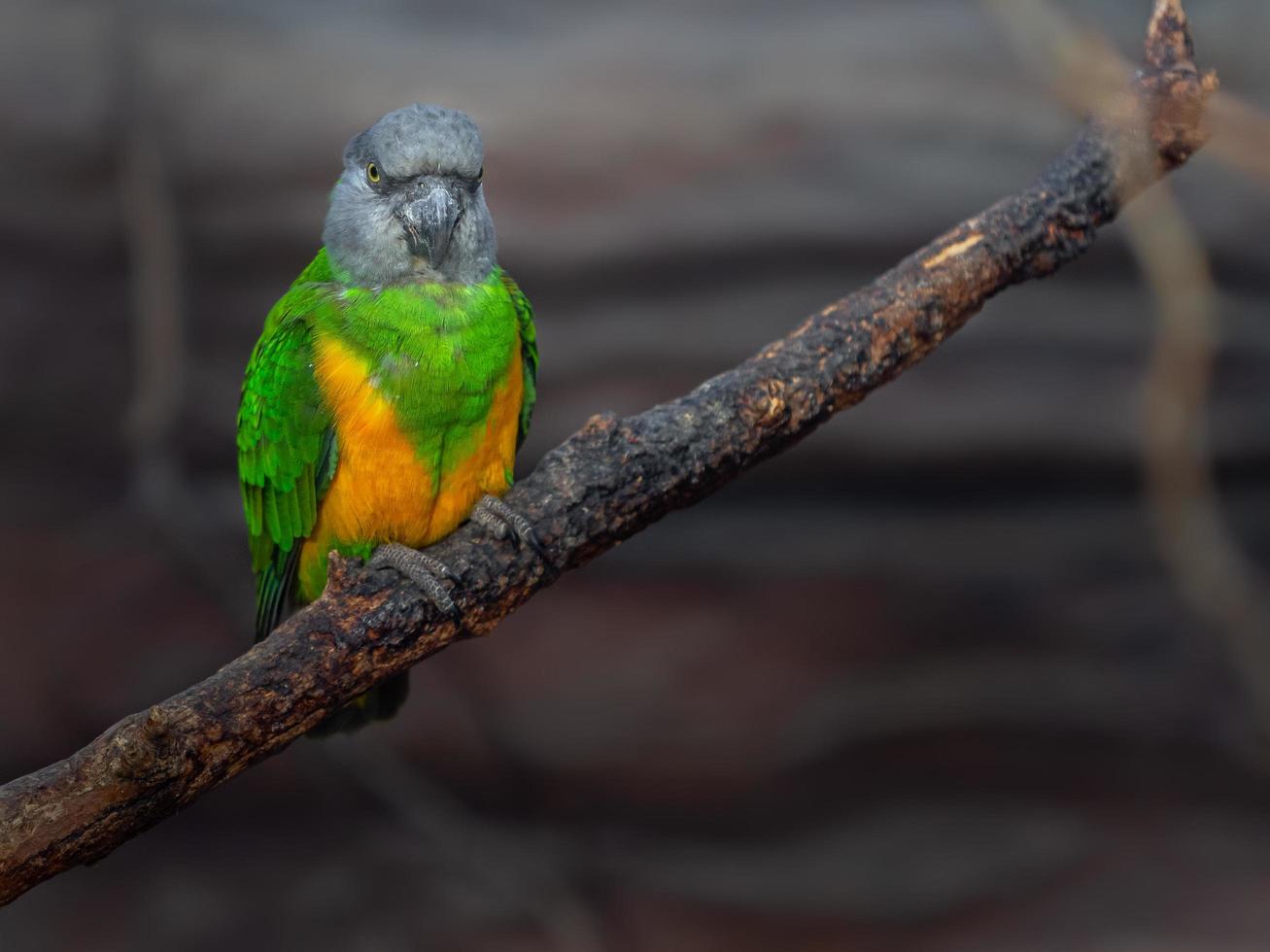 porträtt av senegal papegoja foto