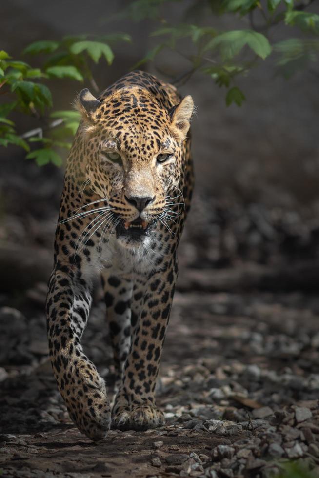 porträtt av persisk leopard foto