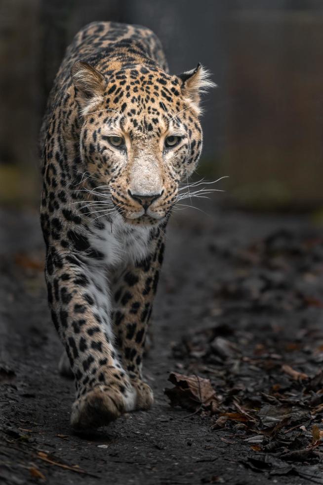 porträtt av persisk leopard foto