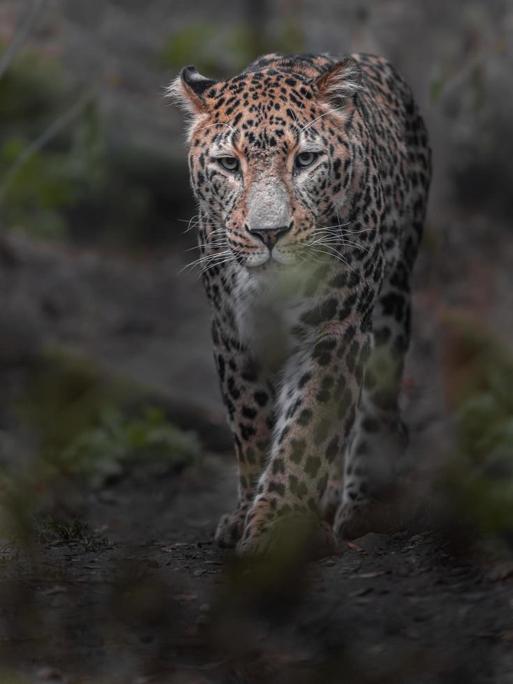 porträtt av persisk leopard foto