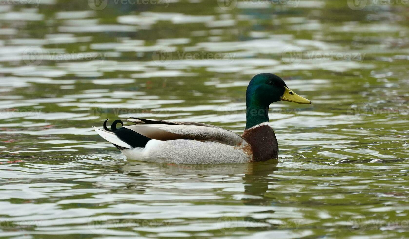 Anka simning i de sjö foto