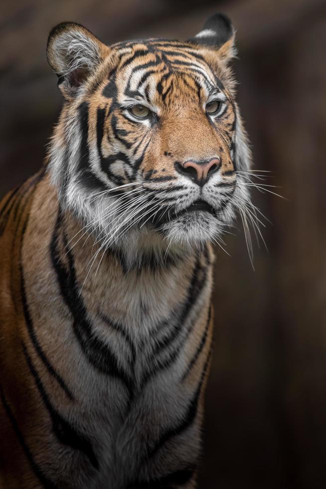 porträtt av sumatran tiger foto