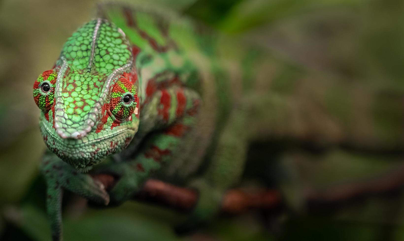 porträtt av panter kameleont foto