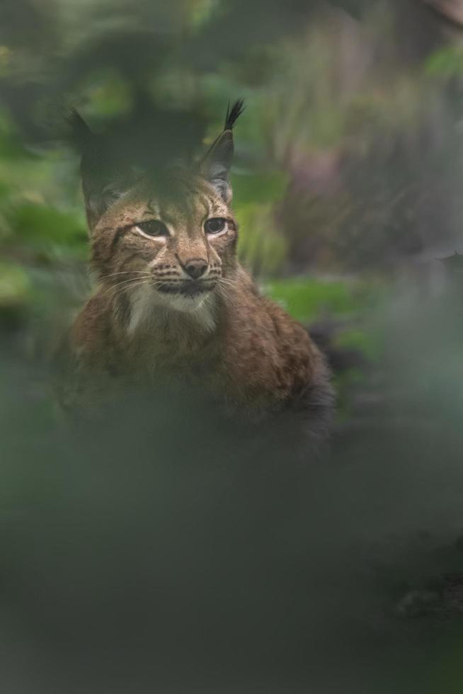 eurasisk lodjur bakom löv foto