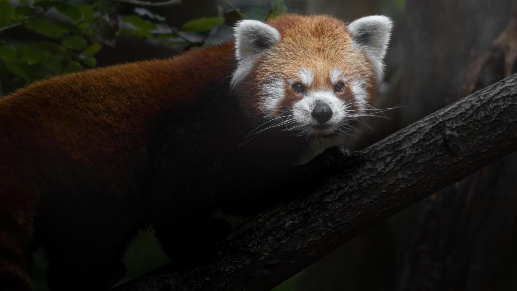 porträtt av röd panda foto