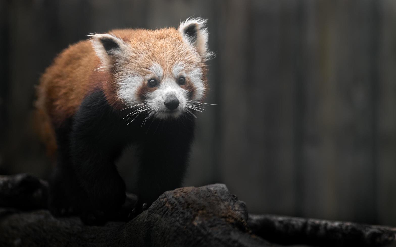 porträtt av röd panda foto