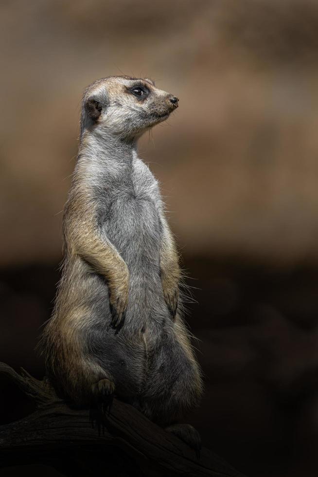 porträtt av meerkat foto