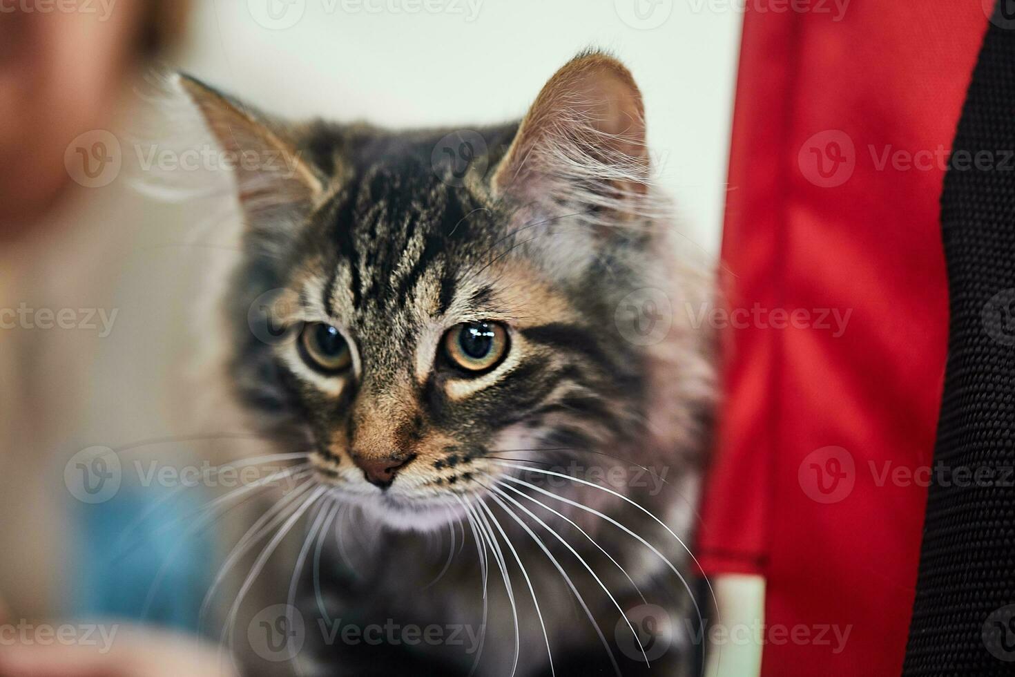 amerikan bobtails är öm och otroligt intelligent katter. de påverka varandra mycket väl och obligation med de familj, demonstrera bra lojalitet foto