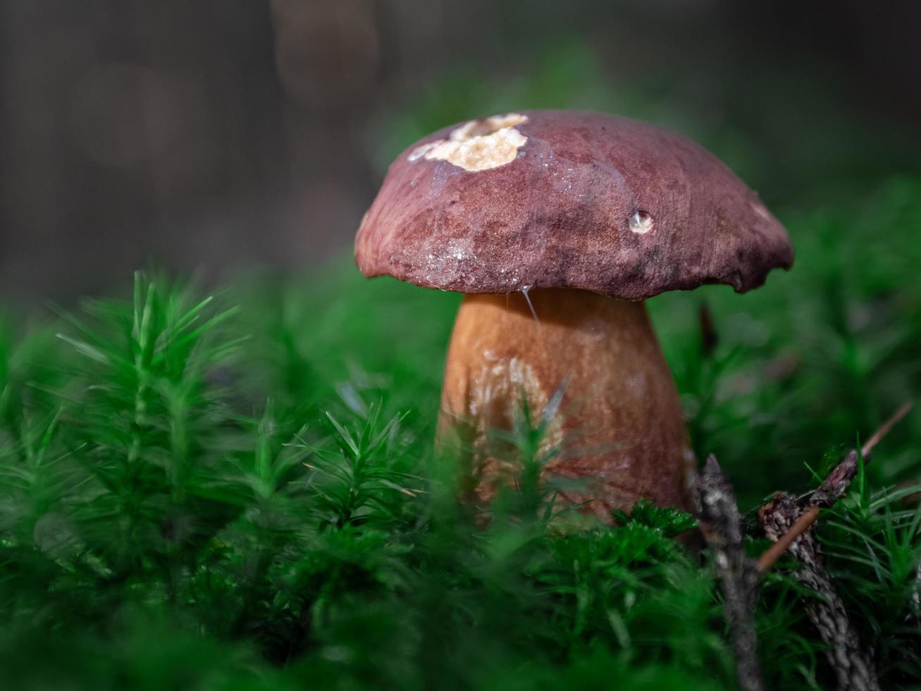 boletus i mossa foto