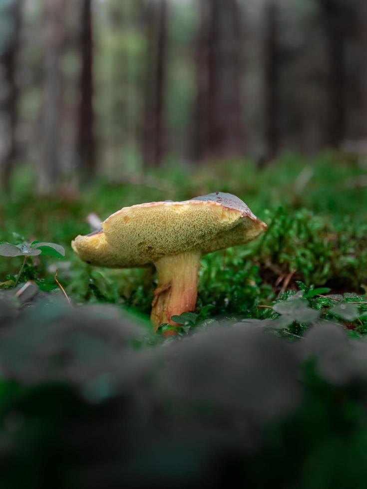 boletus i mossa foto