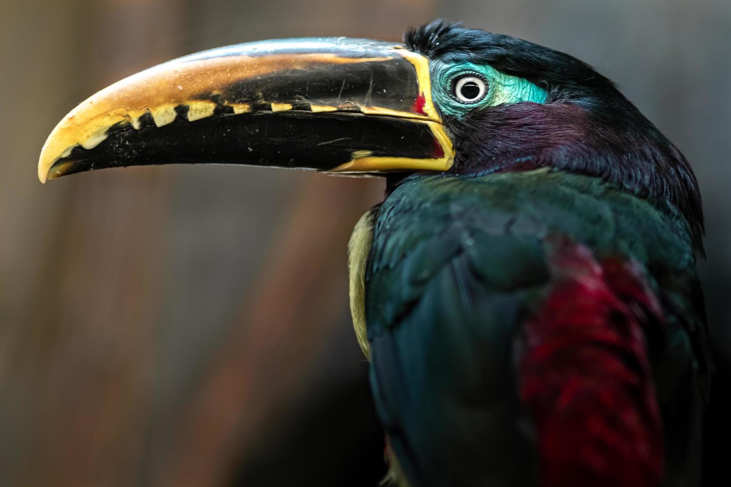 kastanj örat aracari foto