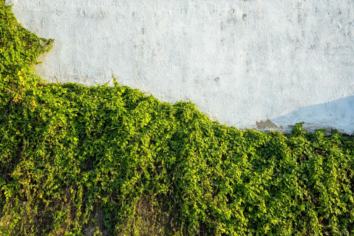 vit vägg och grönska. murgröna växter vinstockar. foto