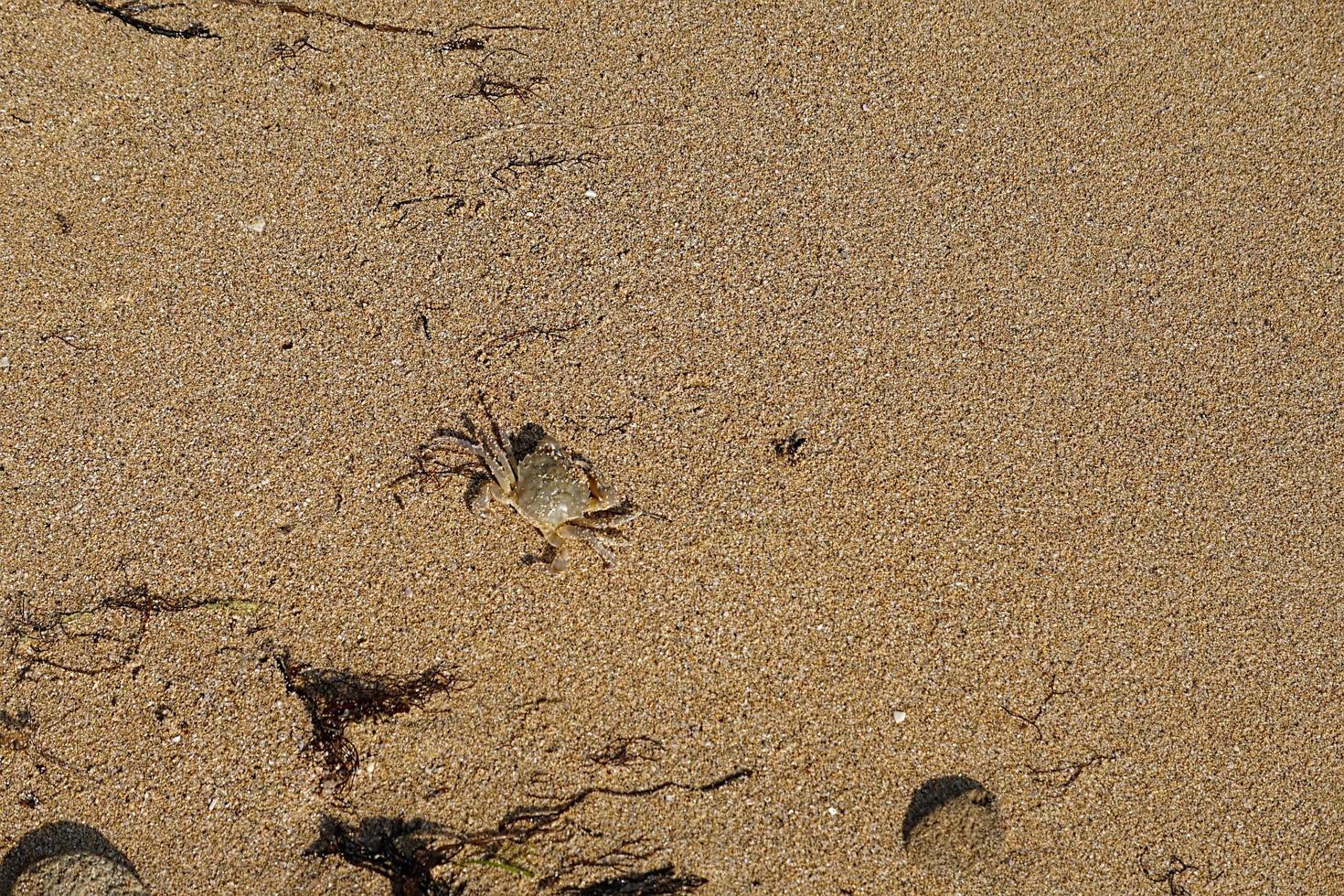 naturlig bakgrund med en liten krabba foto