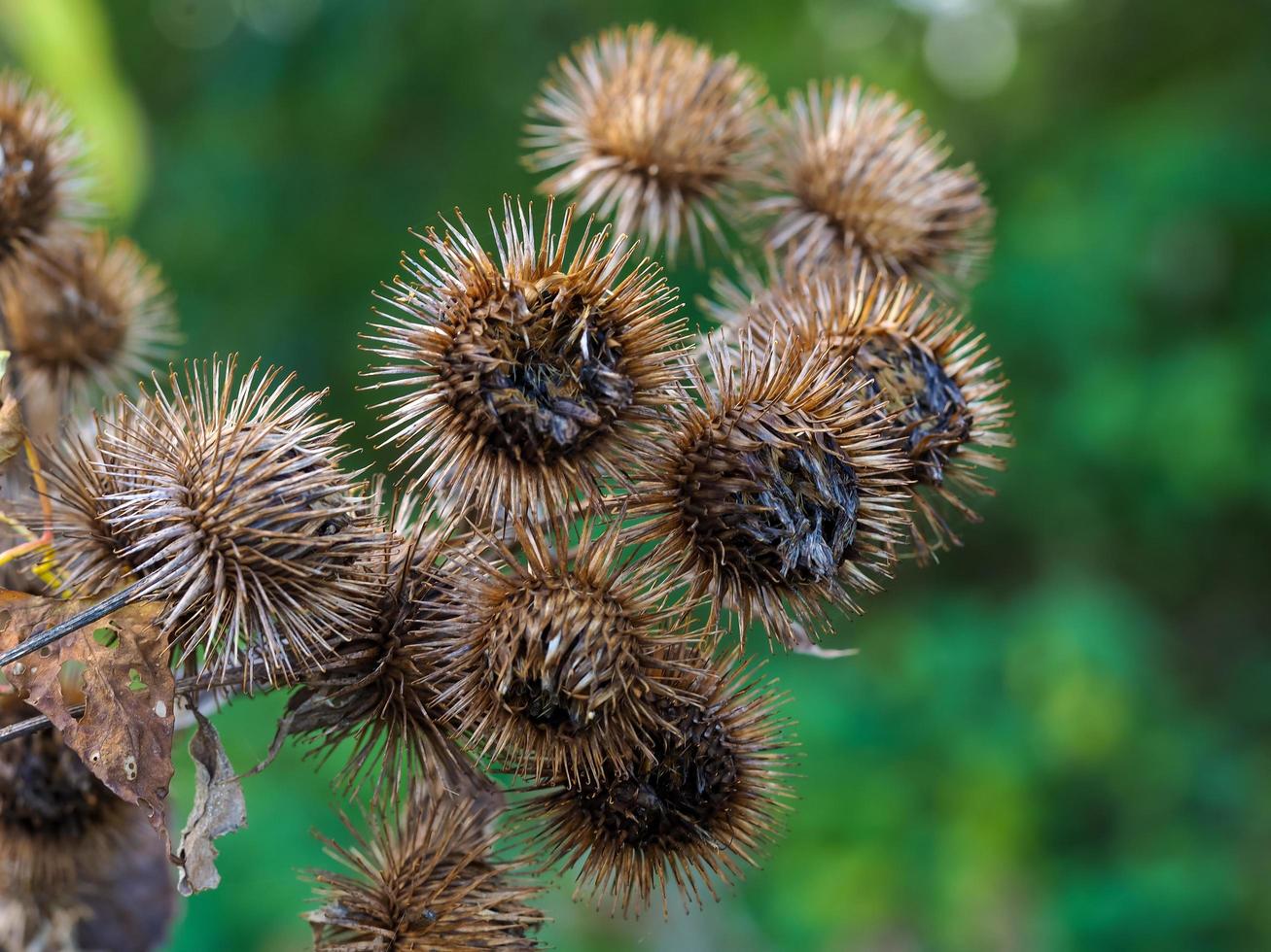 färdiga kardborre arctium blommor på hösten foto