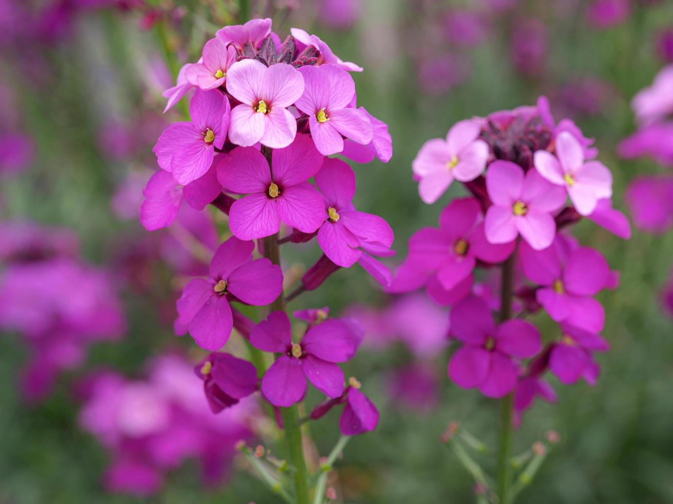 ganska rosa lila wallflowers i en trädgård foto