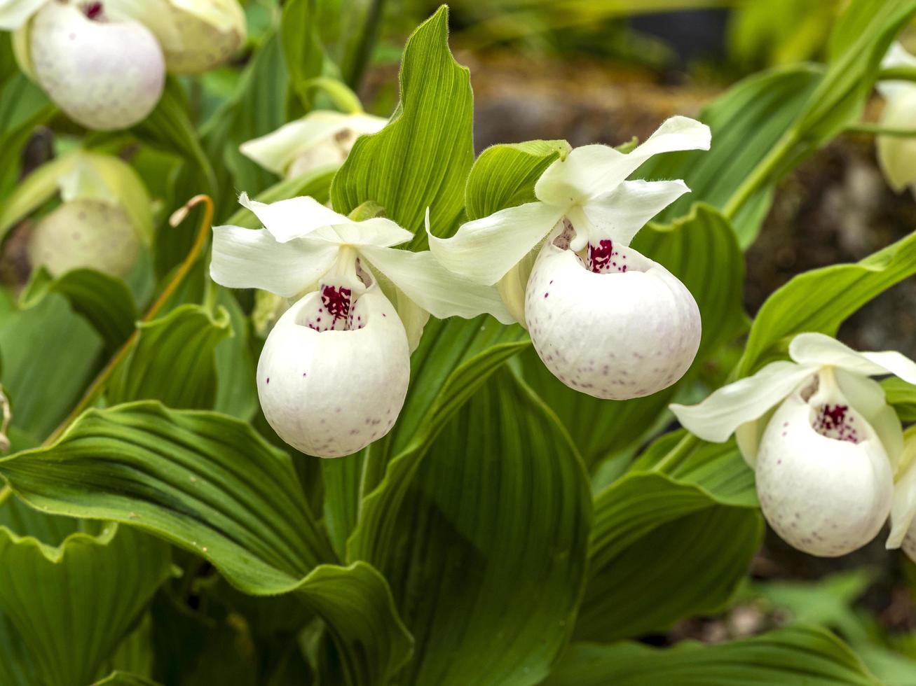 vita ladys tofflor orkidé blommar cypripedium reginae foto