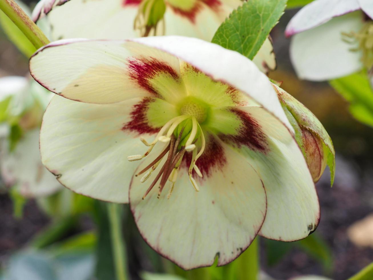 härlig hellebore blomma helleborus x hybridus sort askwood rodnande brud foto