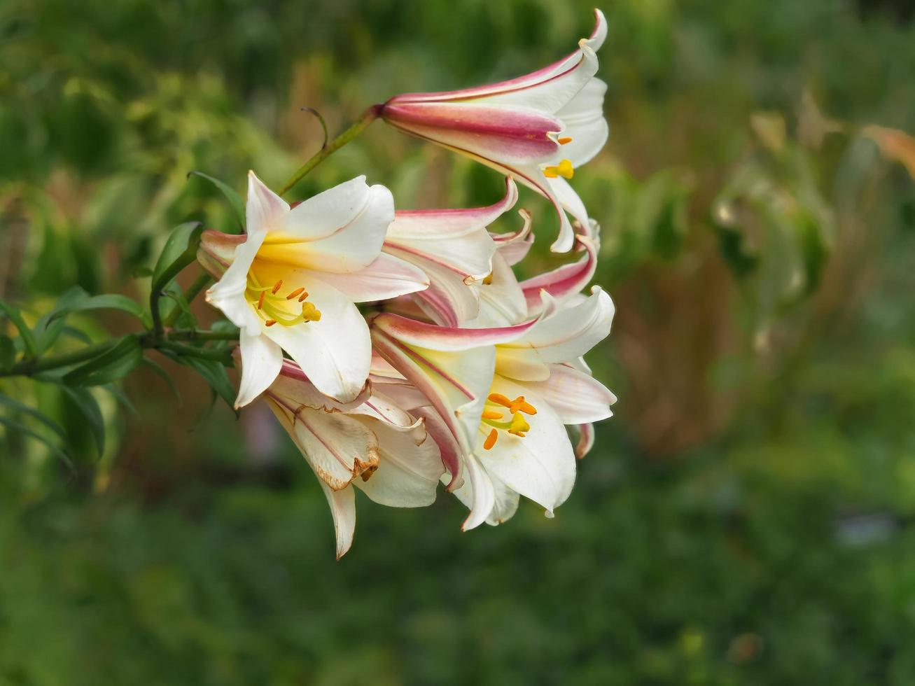 vackra liljor blommar i en sommarträdgård foto