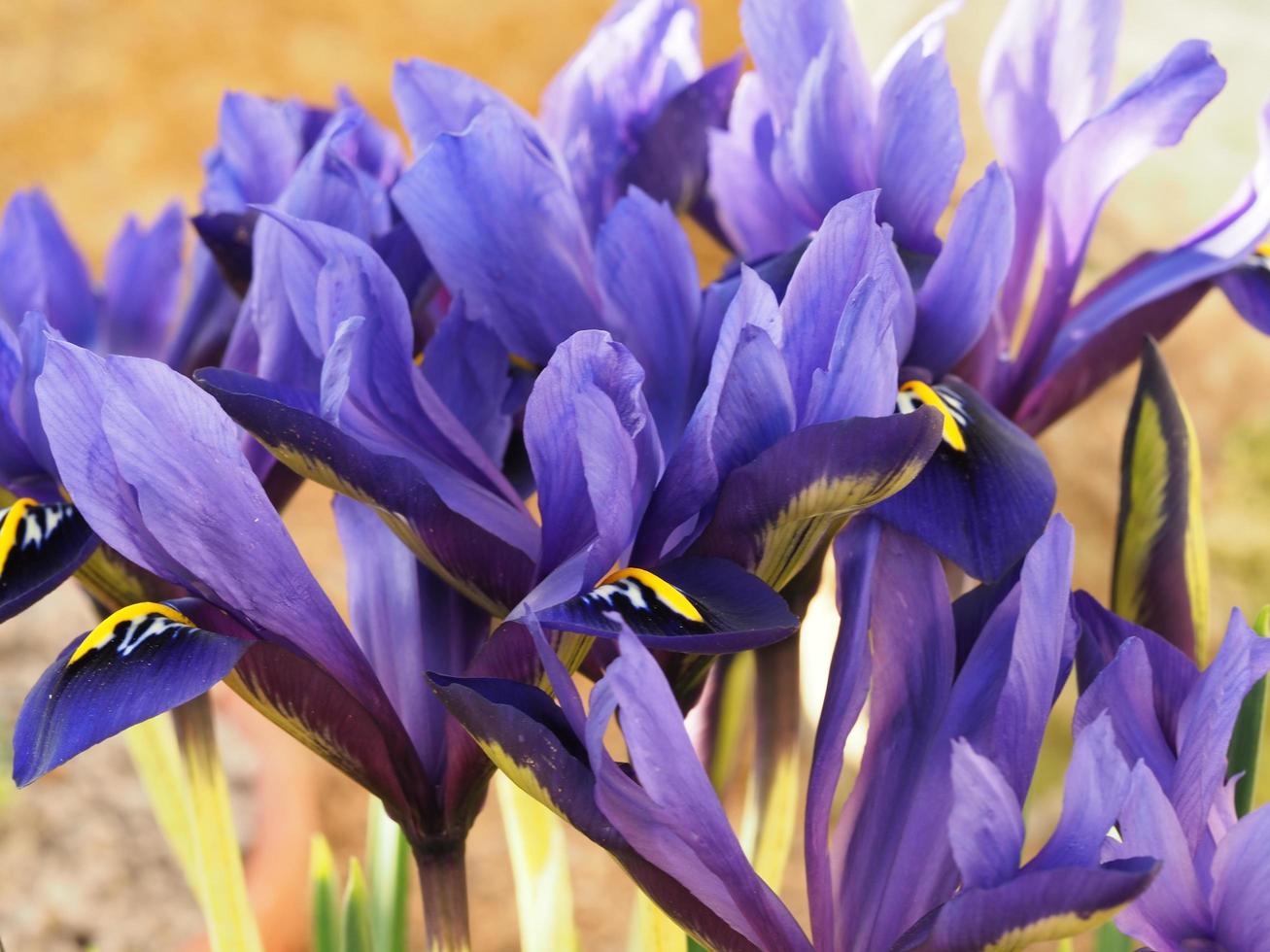 miniatyr lila iris iris histrioides palm fjädrar foto