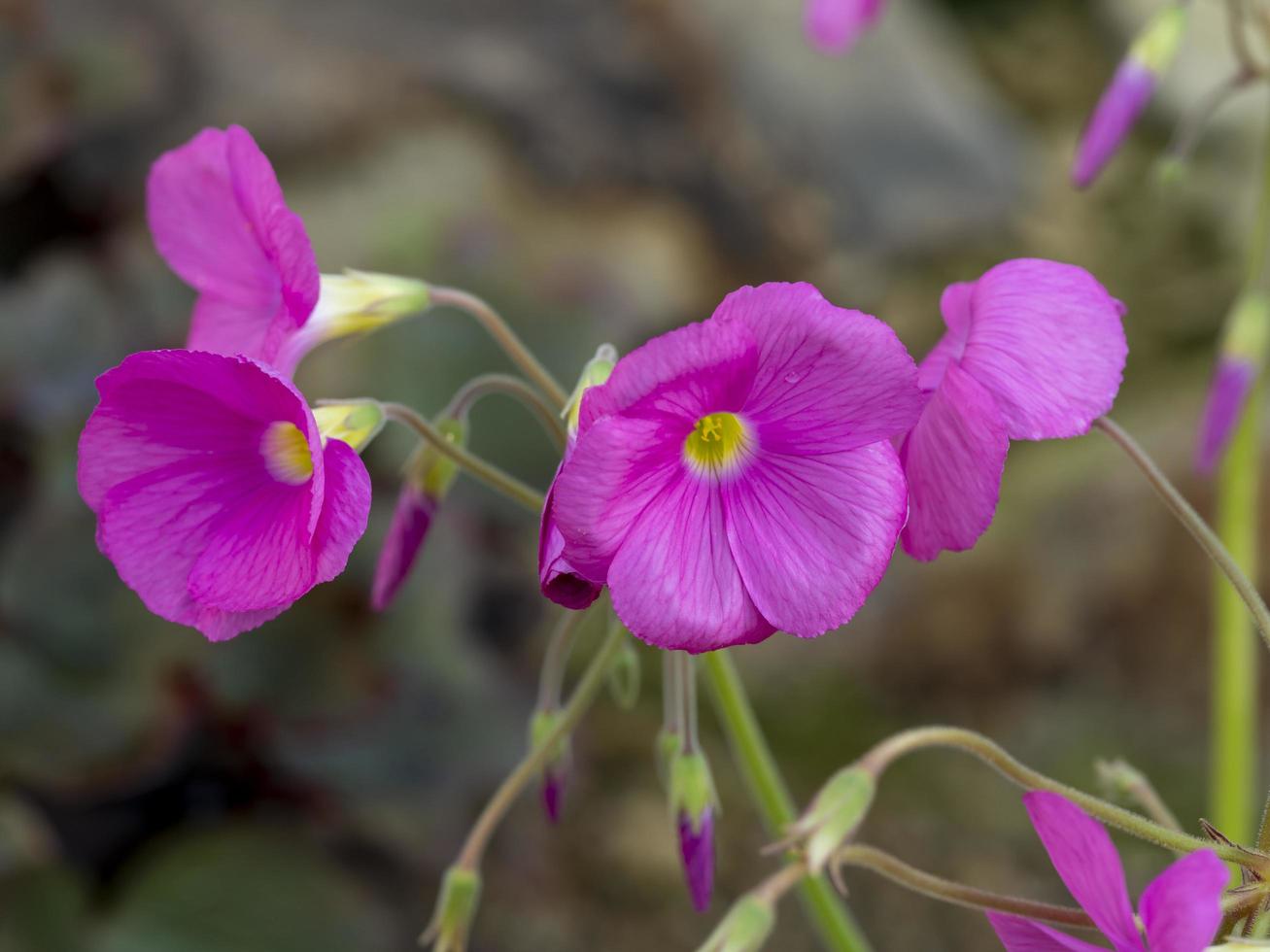 rosa blommor av oxalis purpurea bowiei träsorrel foto