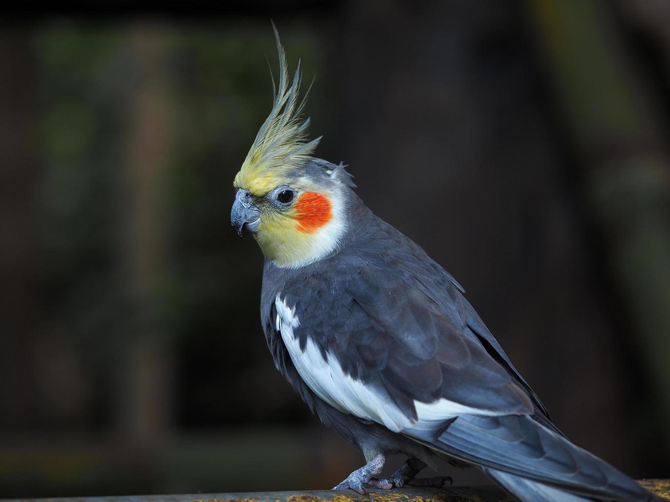 närbild av en ganska grå cockatiel med en gul krön foto