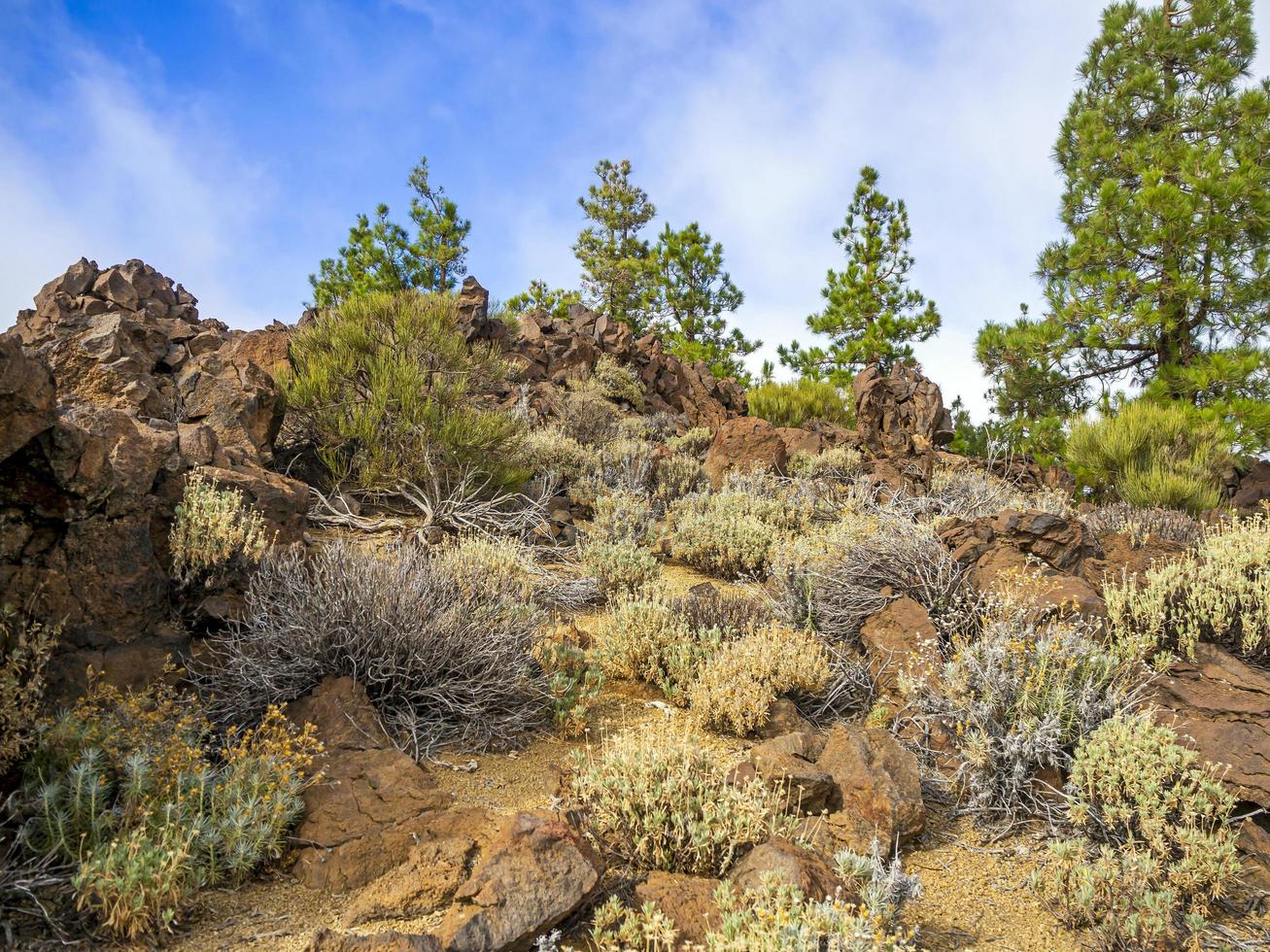 vegetation i Teide National Park Tenerife Kanarieöarna foto