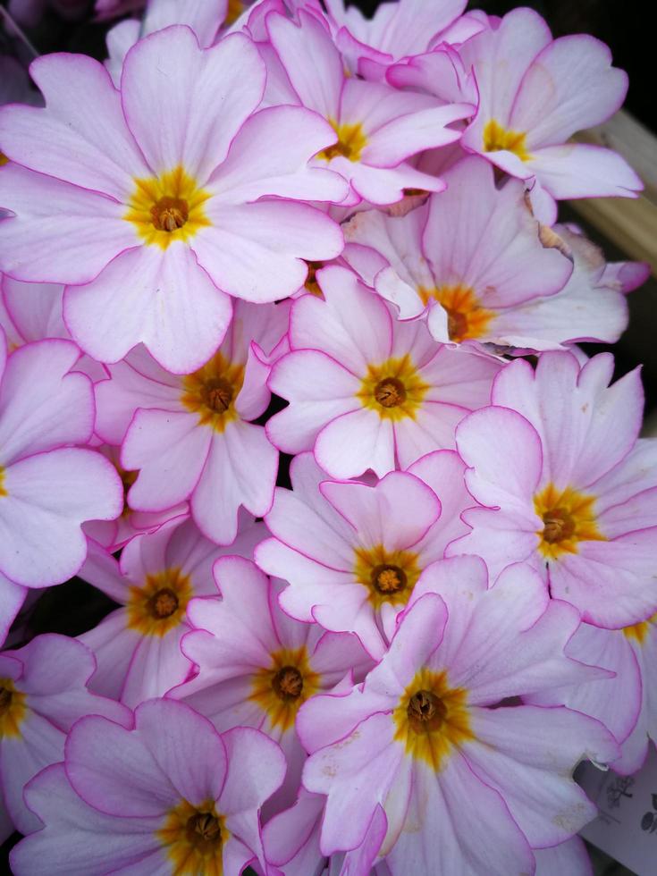 närbild av ganska rosa primula blommor foto