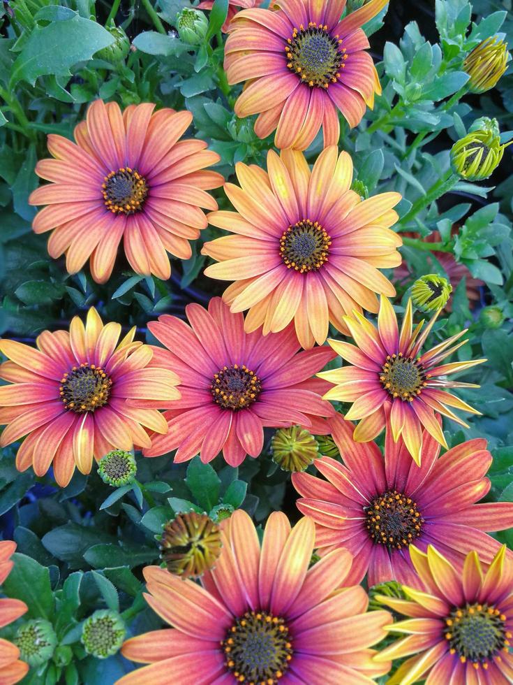 vackra orange afrikanska tusensköna blommor foto