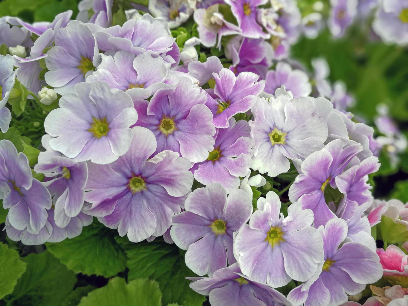 härliga ljuslila primula blommor på våren foto